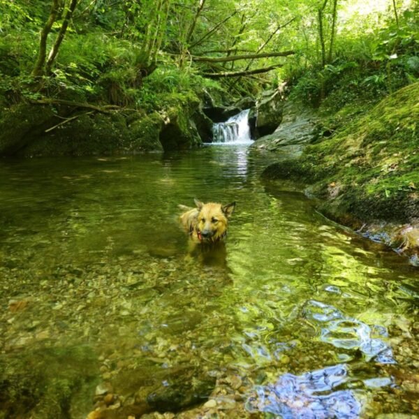 Chien qui se baigne près du Gîte Entre Terre et Mer dans les Landes près du Pays Basque à Oeyregave