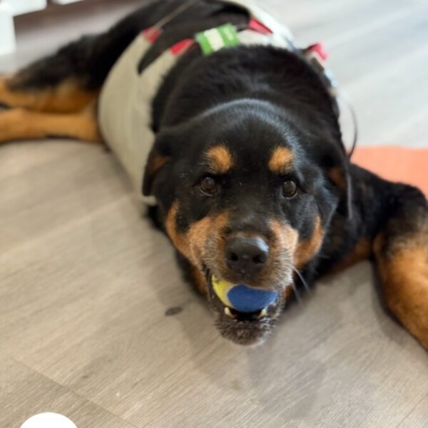 Accueil des chiens handicapés à la Pension Canine Dog Daycare: Garderie Chiens près de Disneyland Paris en Seine et Marne