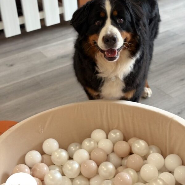 Jeux pour chiens à la Pension Canine Dog Daycare: Garderie Chiens près de Disneyland Paris en Seine et Marne