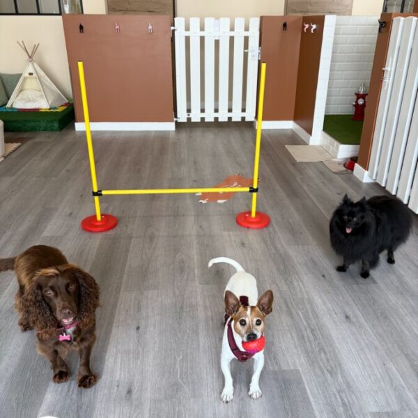 Jeux pour chiens à la Pension Canine Dog Daycare: Garderie Chiens près de Disneyland Paris en Seine et Marne