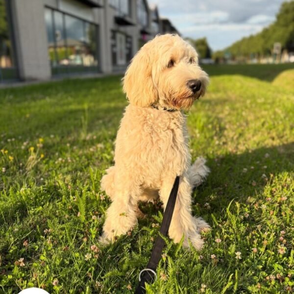 Promenade avec la Pension Canine Dog Daycare: Garderie Chiens près de Disneyland Paris en Seine et Marne