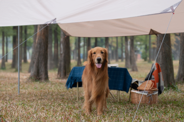 Camping Les Chalets d’Argentouleau