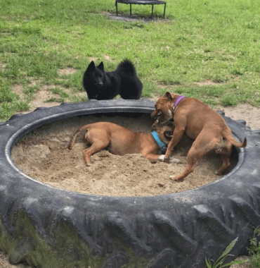 Parc de loisirs pour chien avec jeux dans la Somme