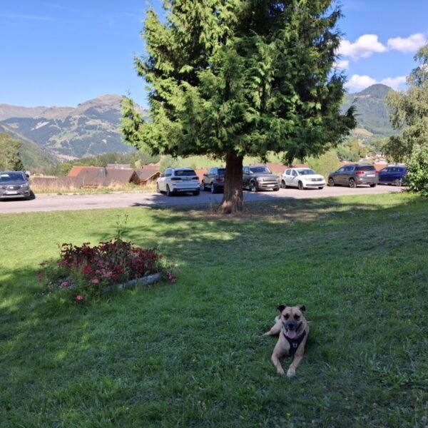 Un chien devant l'établissement AEC village Vacances Forgeassoud avec les chalets en fond