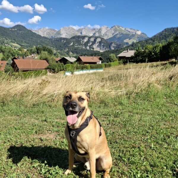 Un chien devant l'établissement AEC village Vacances Forgeassoud avec les chalets en fond