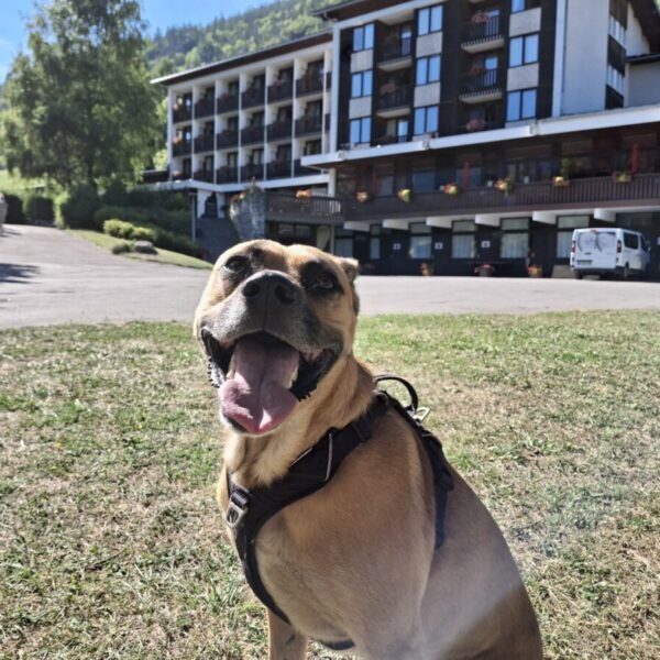 Un chien devant l'établissement AEC village Vacances Forgeassoud