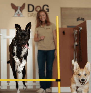 jeux pour chien à la garderie canine Dog Day Care à côté de Paris dans le 77