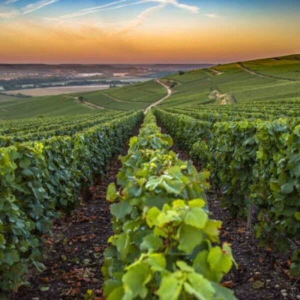 Vignes à coté du Gîte Le Paradis des Bulles en Champagne dans la Marne en région Grand Est