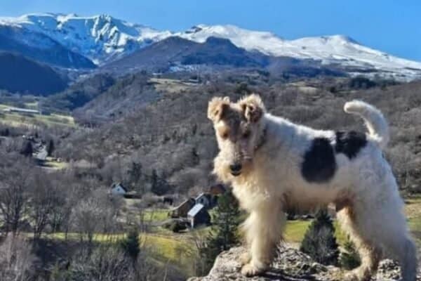 Gîte Le Clos des Laves 100% dogfriendly