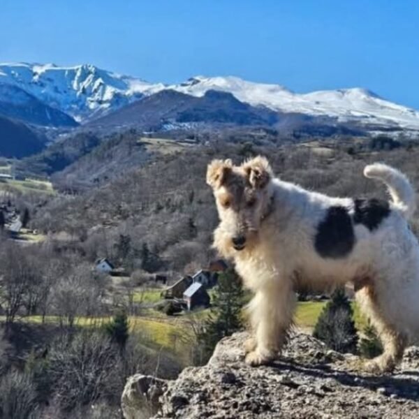 Gîte Le Clos des Laves 100% dogfriendly
