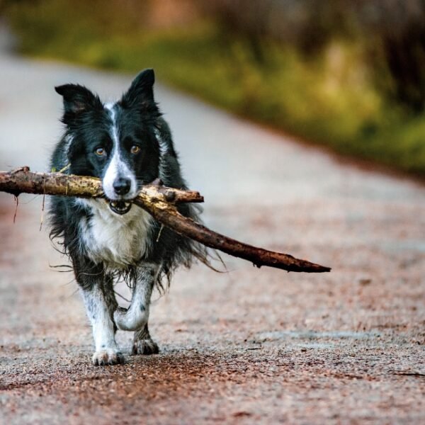 Chien en balade près du Gîte Le Platane à Cuers dans le Var en Provence