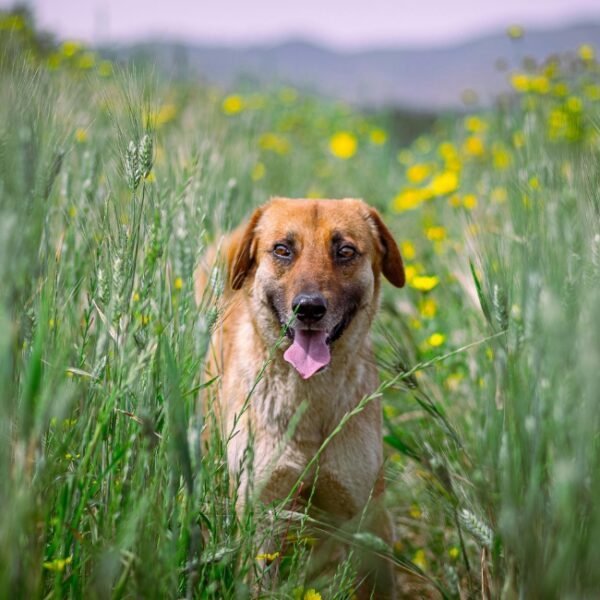 Chien en promenade dans la campagne près du Gite Le Hameau de Cure dans l'Hérault à Cazouls-lès-Béziers en Occitanie
