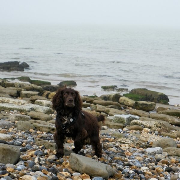 Chien en balade au bord de l'eau près du Gîte Ty Bras en Bretagne dans le Finistère proche des plages