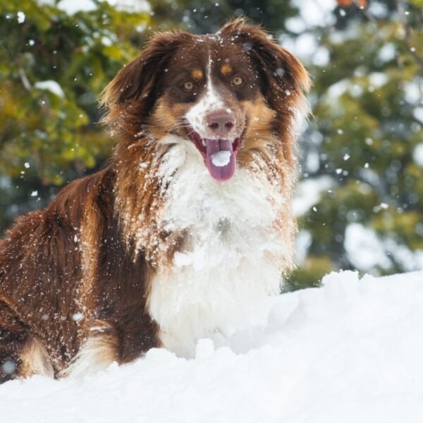 Chien en vacances à l'Hôtel La Féline Blanche à Saint Gervais les Bains en Haute Savoie dans les Alpes en France