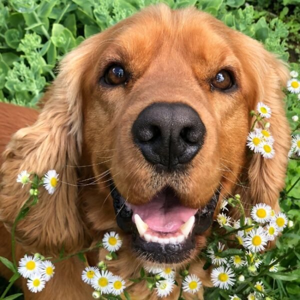 Chien dans le jardin clos du du Gîte Le Jardin d'Ève dans l'Aude en Occitanie