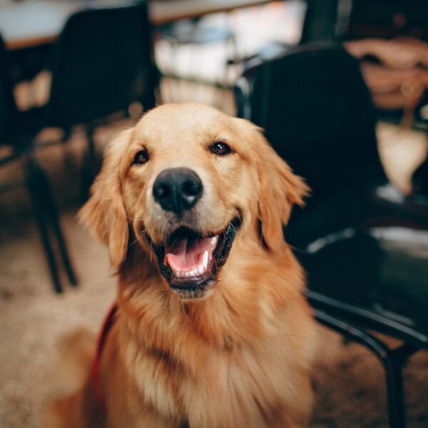 Chien heureux à l'Hôtel du Commerce à Nogent en Haute Marne