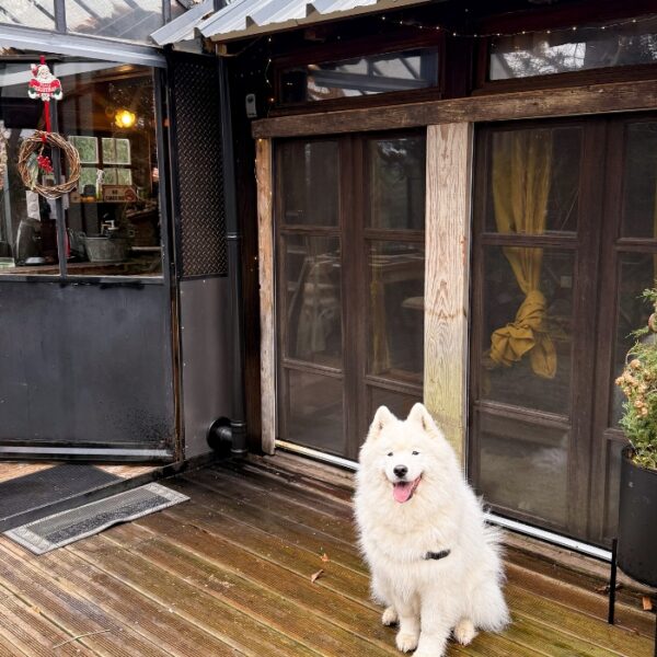 Chien sur la terrasse au Domaine ForRest à Lay dans la Loire en Auvergne-Rhône-Alpes