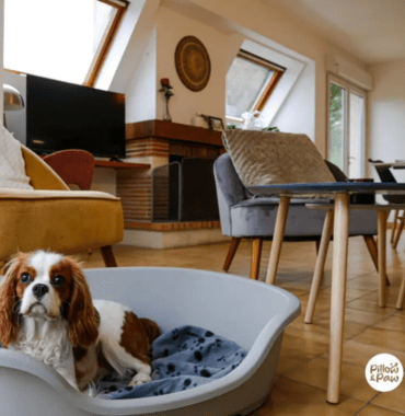 chien dans un logement d'une conciergerie pet-friendly