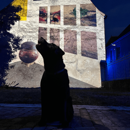 chien devant la façade illuminée pendant les Nuits Lumière de Bourges dans le Berry