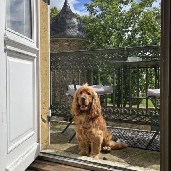 Chien sur le balcon avec vue sur le grand jardin au Domaine ForRest, Hébergement insolite dans la Loire à Lay en Auvergne Rhône Alpes