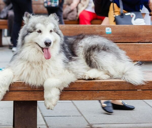 chien stressé en vacances