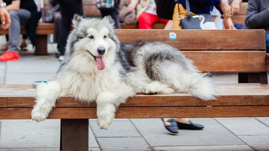 🎆 Chien stressé : gérer les situations inhabituelles en vacances (feux d’artifice, orages, fêtes locales)