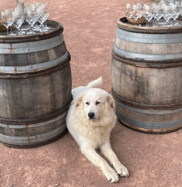 chien et oenotouristes visitent un vignoble en Bourgogne et Beaujolais