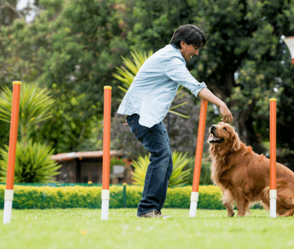 homme joue avec son chien sur un slalom dans un centre de loisirs canin