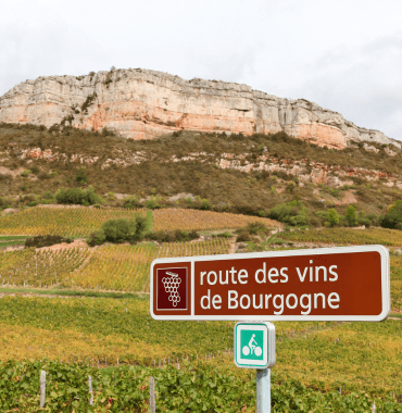 panneau route des vins de Bourgogne dans les vignes avec son chien