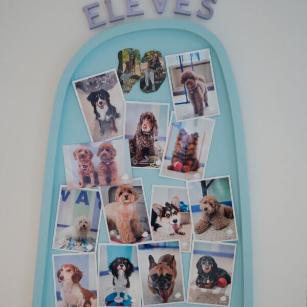 Photos des chiens qui passent à la Crèche Waggy , Garderie Canine à Paris 14ème