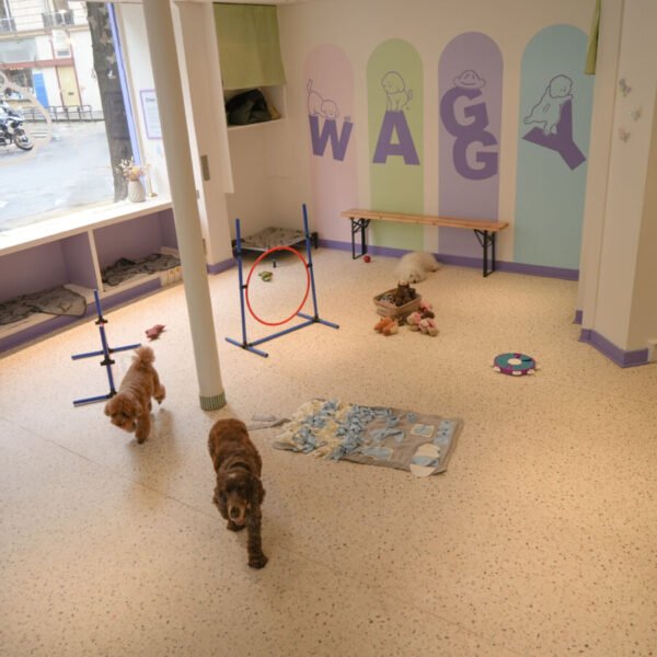 Espace de jeux de la Crèche Waggy , Garderie Canine à Paris 14ème