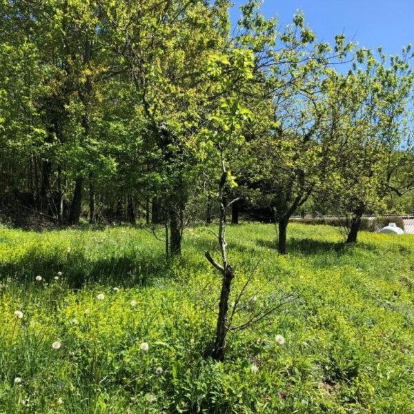 Grand jardin ouvert du Gîte de Terra Bosca en plein cœur du Tarn dans le Haut Languedoc