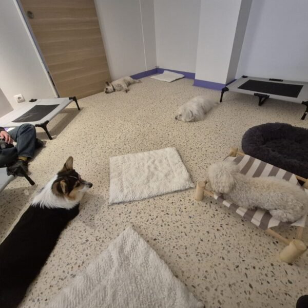 Espace repos de la Crèche Waggy , Garderie Canine à Paris 14ème