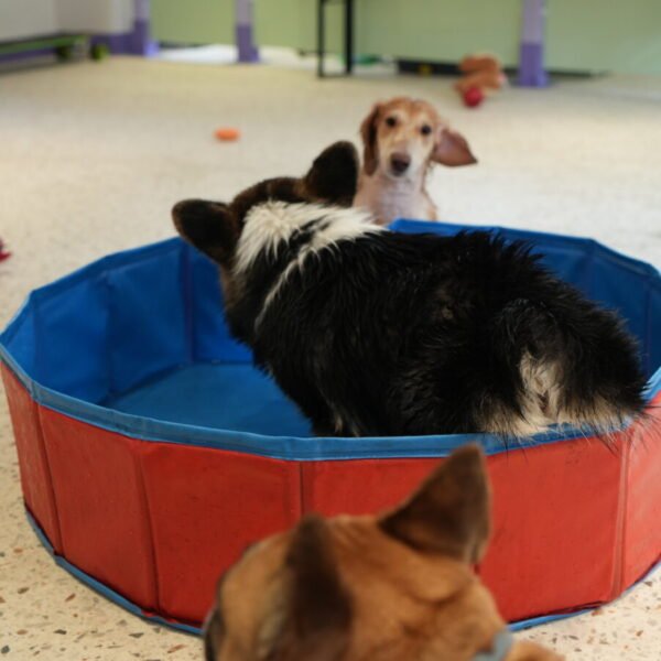 Piscine pour chiens à la Crèche Waggy , Garderie Canine à Paris 14ème