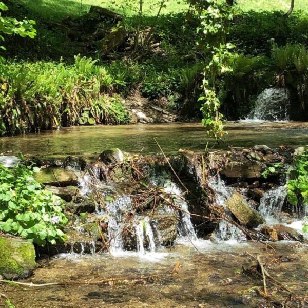 Ruisseau près du Gîte de Terra Bosca en plein cœur du Tarn dans le Haut Languedoc