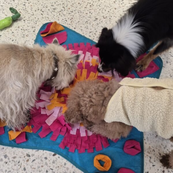 Jeux entre chiens à la Crèche Waggy , Garderie Canine à Paris 14ème