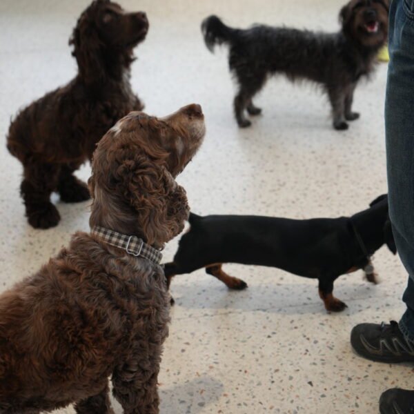 Animations canines à la Crèche Waggy , Garderie Canine à Paris 14ème