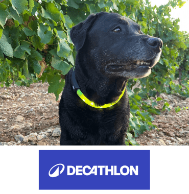 chien noir porte collier lumineux pour être visible en balade la nuit