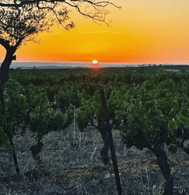 coucher de soleil au domaine viticole Obrière dans l'Hérault avec un chien