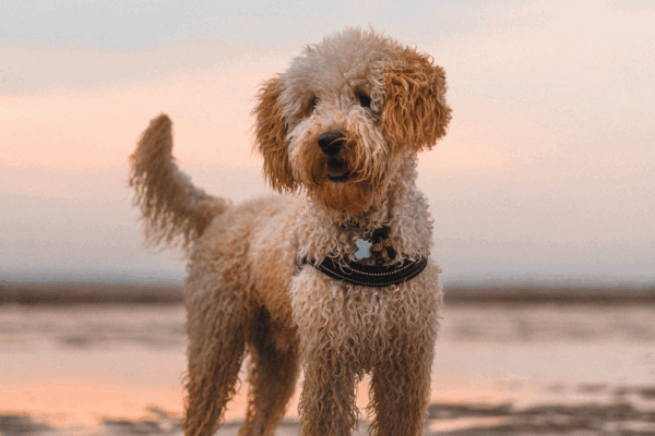Omaha Beach et Isigny dans le Calvados avec un chien