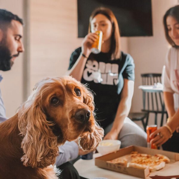 Famille avec chien en vacances à l'Appart'City Confort Toulouse Aéroport Cornebarrieu en Haute Garonne en Occitanie