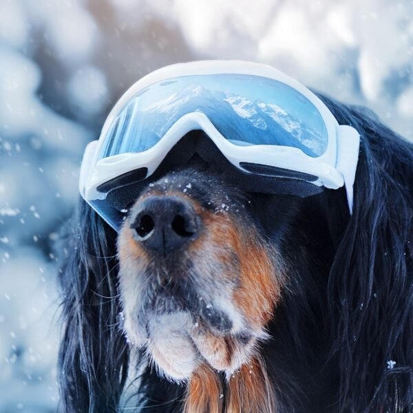 Chien en vacances au Gîte Le Clos de Félicie dans les Vosges à La Bresse en Montagne