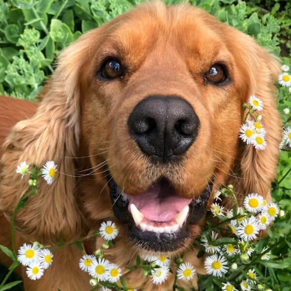 Chien en balade pendant son séjour au Brit Hôtel Montauban dans le Tarn et Garonne au cœur su Sud Ouest de la France