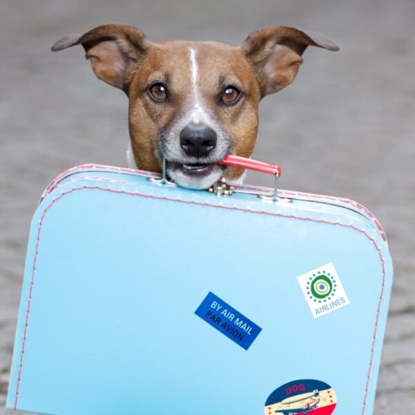 Les chiens sont bienvenus au Brit Hôtel Villeneuve-sur-Lot dans le Lot et Garonne en plein Sud Ouest de la France