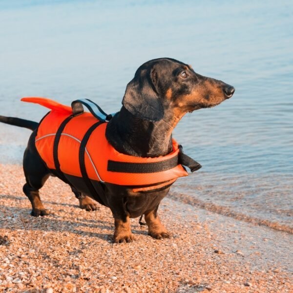 Chien à la plage proche du Camping l'Abri Des Pins en Vendée à Saint Jean de Monts sur la Côte Atlantique