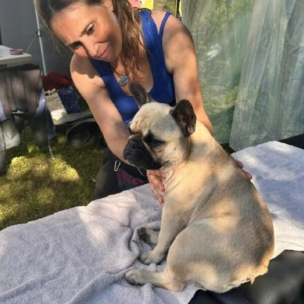 Chien en séance massage chez Blablanimals Massages et Bien être Animal et comportementaliste en Seine et Marne à Pontault-Combault et A Domicile proche de Paris