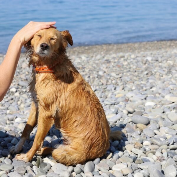 Chien sur la plage près du Camping Abijune près d'Etretat en Normandie sur le littoral de la Seine Maritime