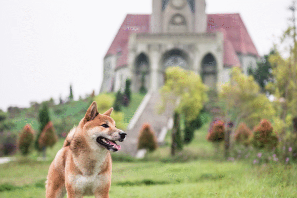 Château de Calmont d’Olt
