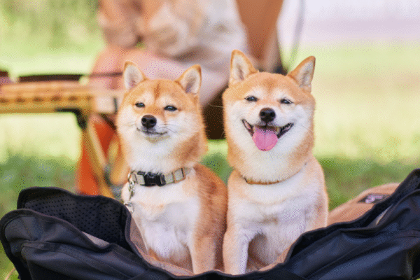 Camping La Parée Chalons