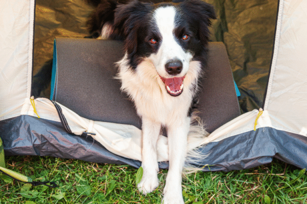 Camping La Marina de Canet